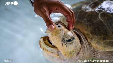 Tortugas marinas regresan a playas de Tailandia gracias a la pandemia 