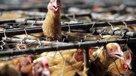 Ecuador anuncia emergencia sanitaria por brote de influenza aviar