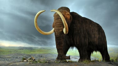 Descubierta la primera trampa para mamuts en el mundo