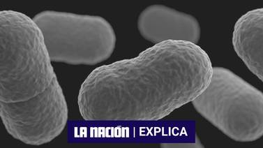 ¿Qué es la Listeria monocytogenes, la bacteria encontrada en quesos por el Ministerio de Salud?