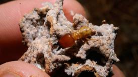 Las termitas ayudan a combatir la desertificación