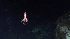 Cuatro nuevas especies de pulpo fueron descubiertas en las profundidades de Costa Rica