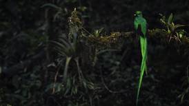 Observación de aves en Costa Rica: todo lo que debe saber para apreciar los tesoros alados