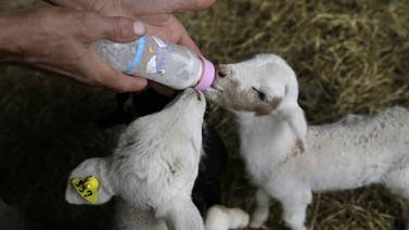 Producción de cabras y ovejas crece lentamente en el país