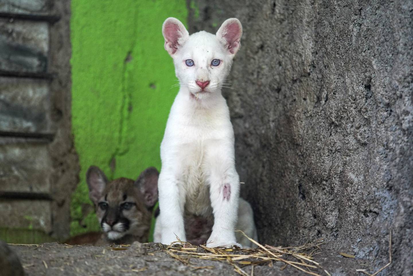 Itzae, cuyo significado en maya es "regalo de Dios", es el nombre de la puma albina que nació en Nicaragua, una especie considerada en peligro de extinción.